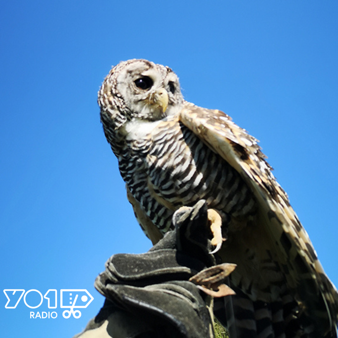 YORK BIRD OF PREY CENTRE - Family Ticket - HALF-TERM DEAL ***JUST £9.99***